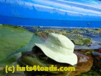 /home//u458753944/public_html/sourcegallery////////////Frogs/More bullfrogs/P8180204.JPG